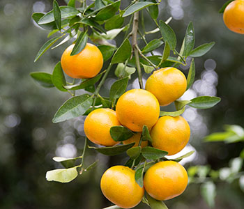 Citrus on branches