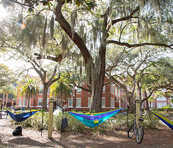 Hammocks in Plaza of the Americas