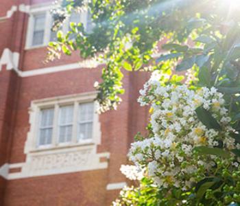 Close up of a tree in bloom with a UF building in the background