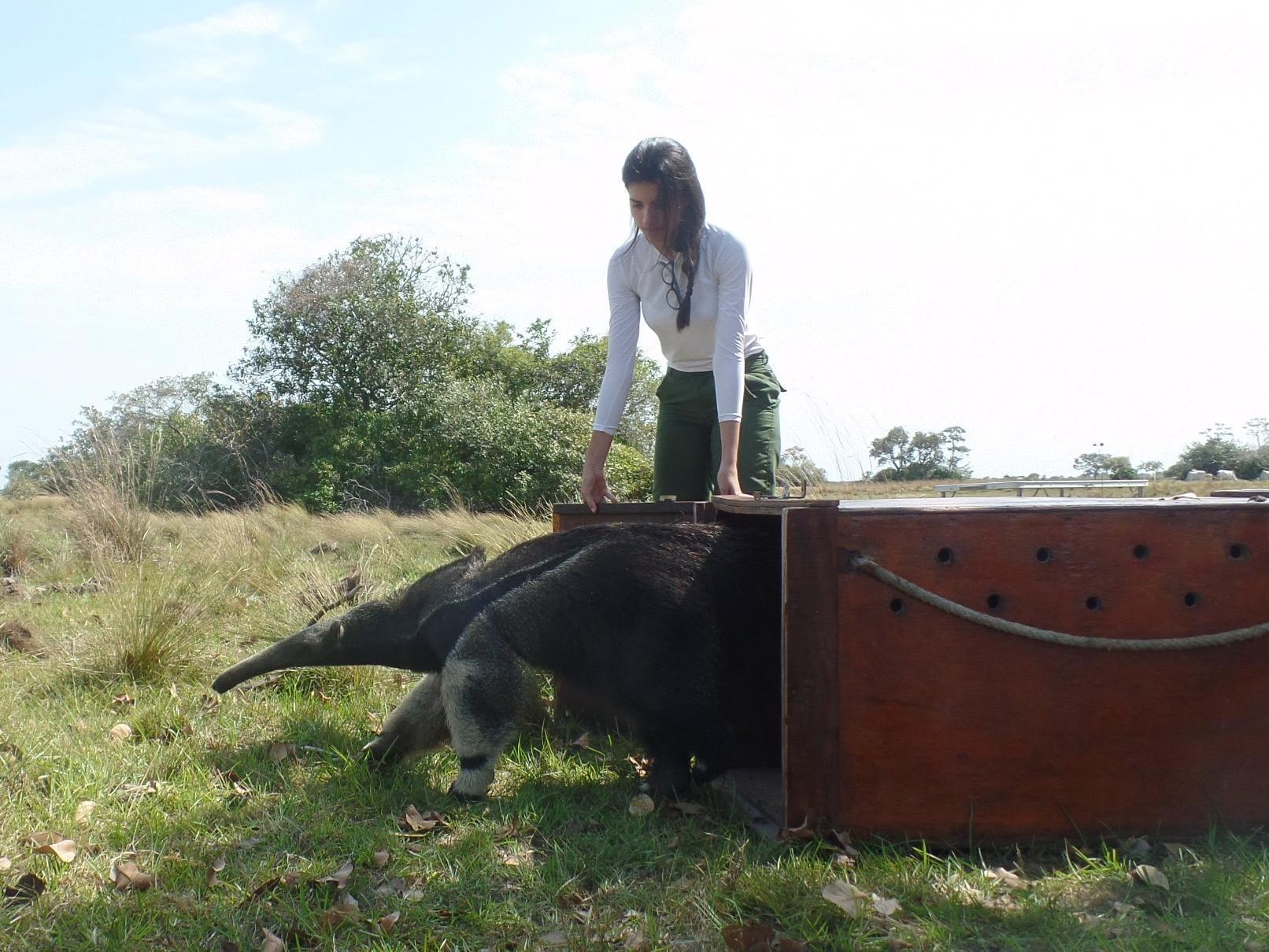 Dr. Aline Giroux doing field work with wildlife