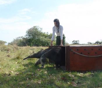Dr. Aline Giroux doing field work with wildlife